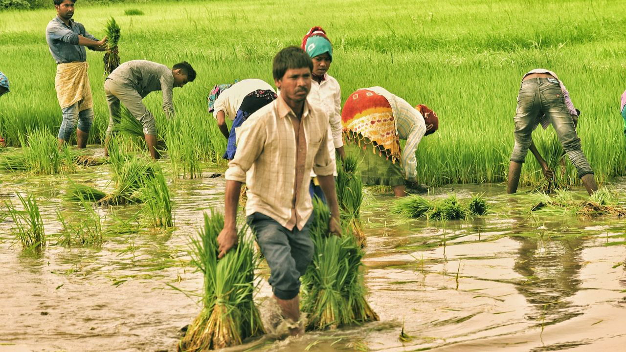 Farmer working in field (Representational Image Source: Pixabay)