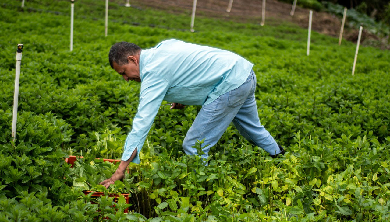 Fast-Growing Cash Crops for Quick Profits (Photo Source: Pexels)