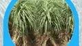 Sugarcane Variety Karan 17: A Game Changer for Farmers