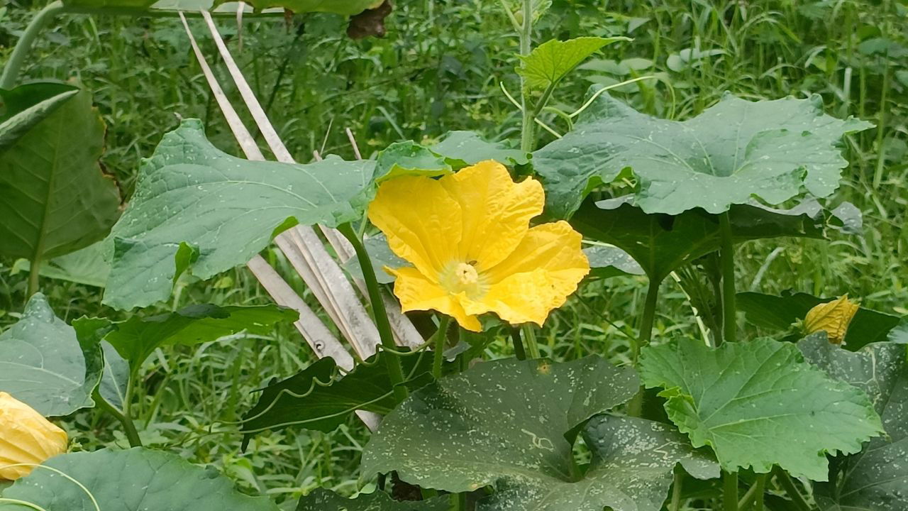 Honey Bee on a pumpkin flower