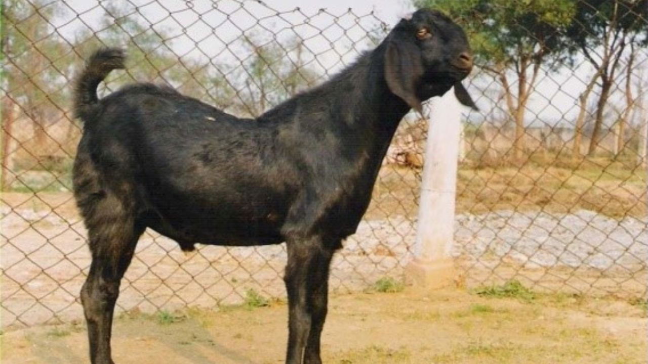 Goats play a vital role in rural livelihoods as they provide a stable income, serve as insurance against crop failures, and offer essential protein