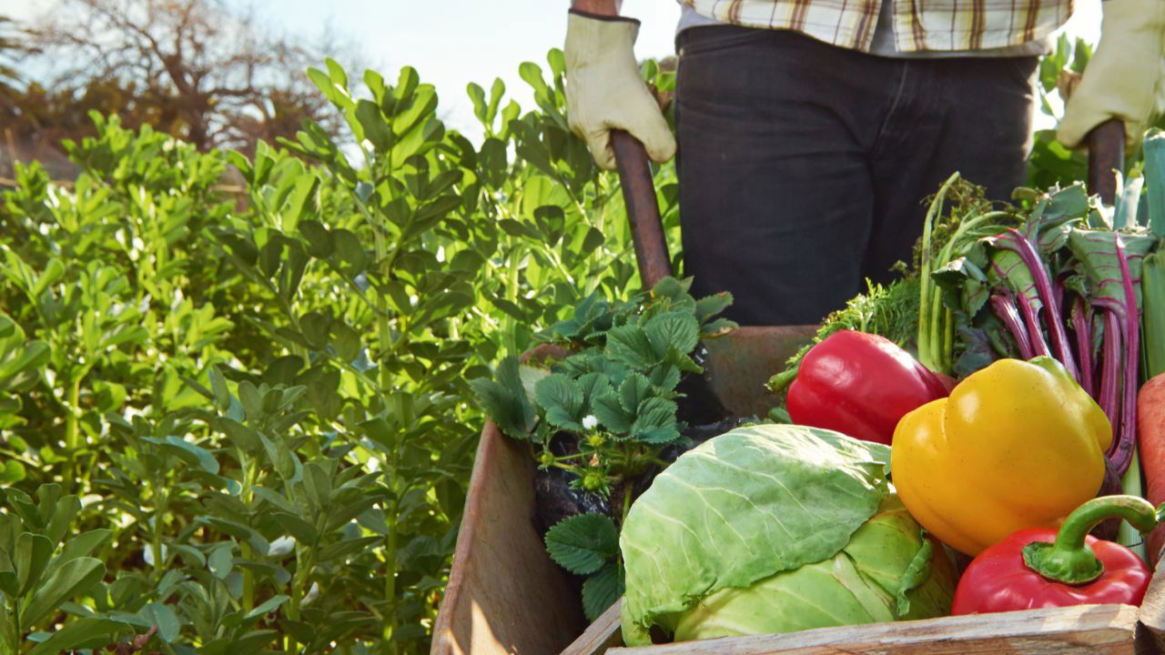 Agrifood systems can play a crucial role in rescuing and accelerating progress toward the SDGs (Representational Image Source: https://indbiz.gov.in/)