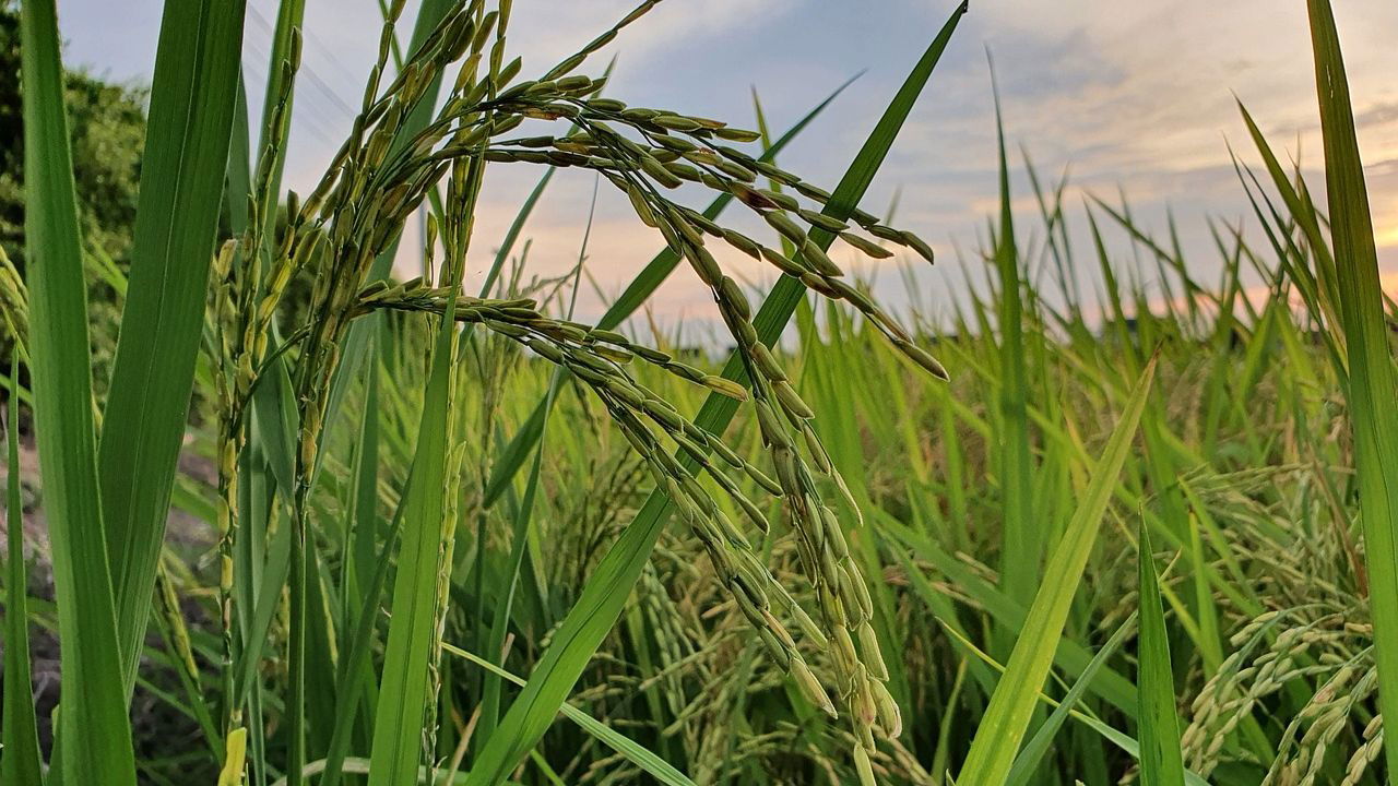 Paddy Field (Representational Image Source: Pexels)