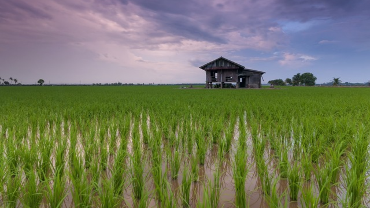 Paddy Field (Representational Photo Source: Pexels)