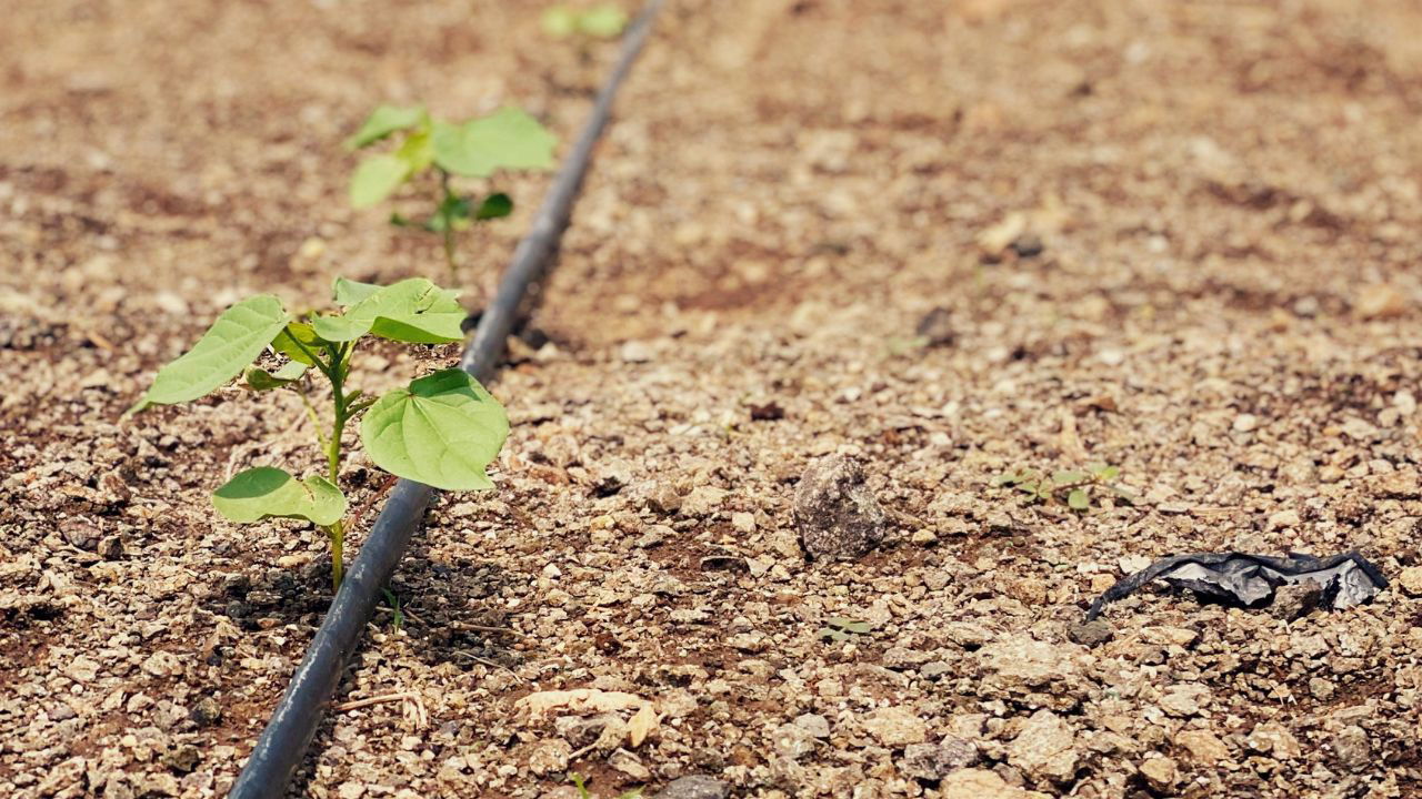 Drip Irrigation Systems (Photo Source: Pexels)