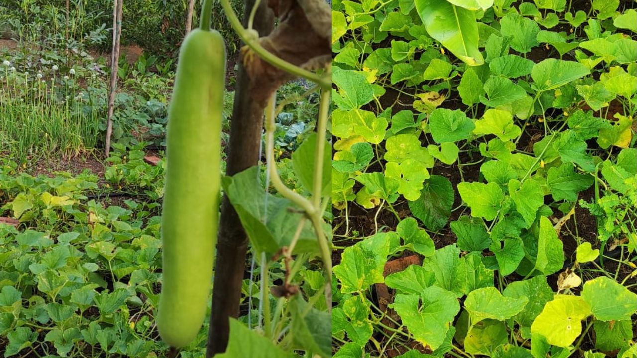 Images of Vegetable garden shared by Mahadev Gomare