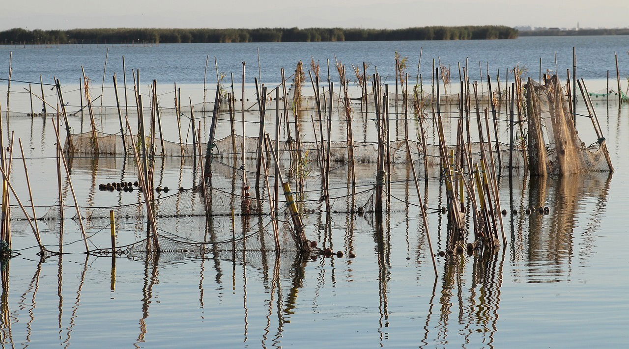 Representation of Fisheries Sector (Photo Source: Pexels)