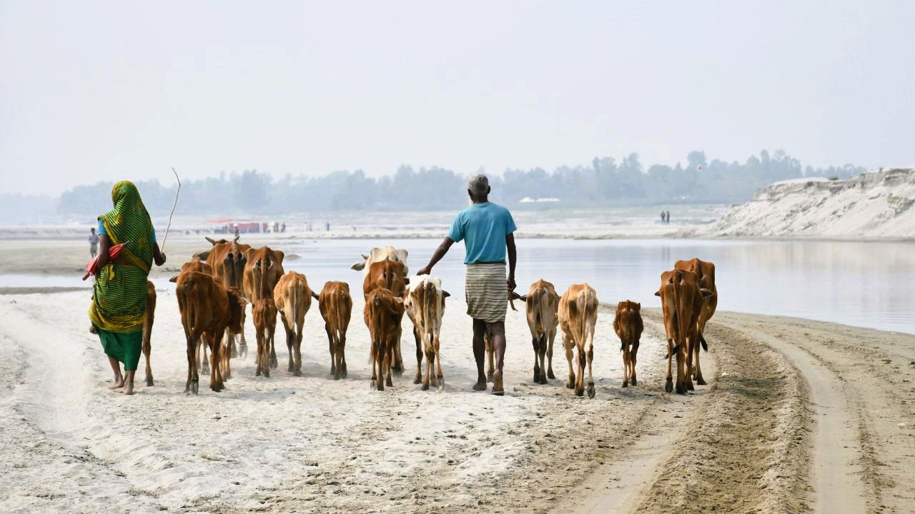 Livestock farmers with their cattle (Representational Photo Source: Pexels)