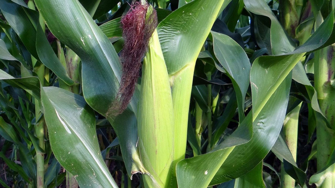 Representational Image of maize (Image source: Photopea)