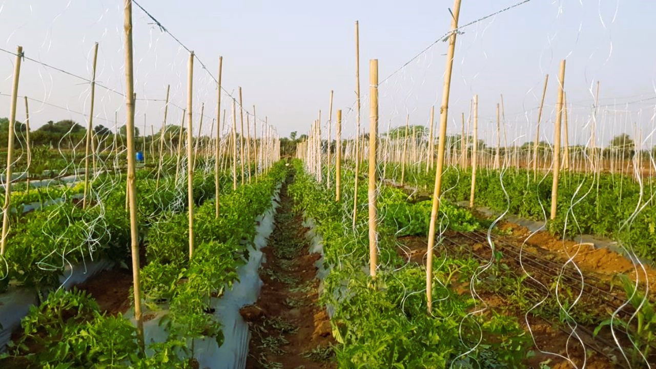 Glimpse of Purva's organic farm