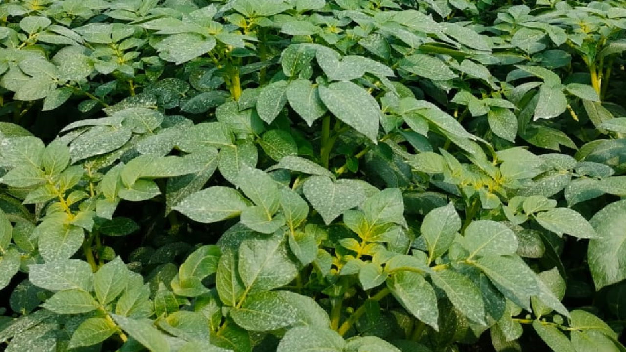 Ramkaran Tiwari potato farm