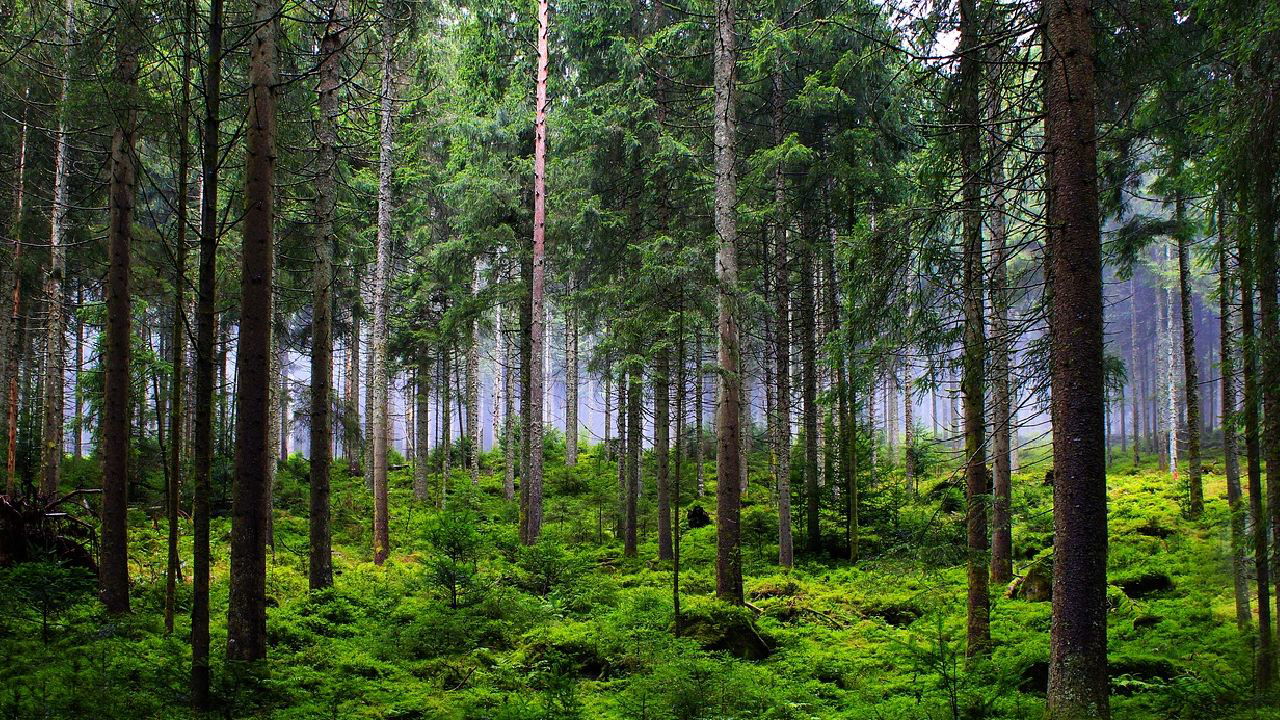 Representational image of forest (Image Source: Photopea)