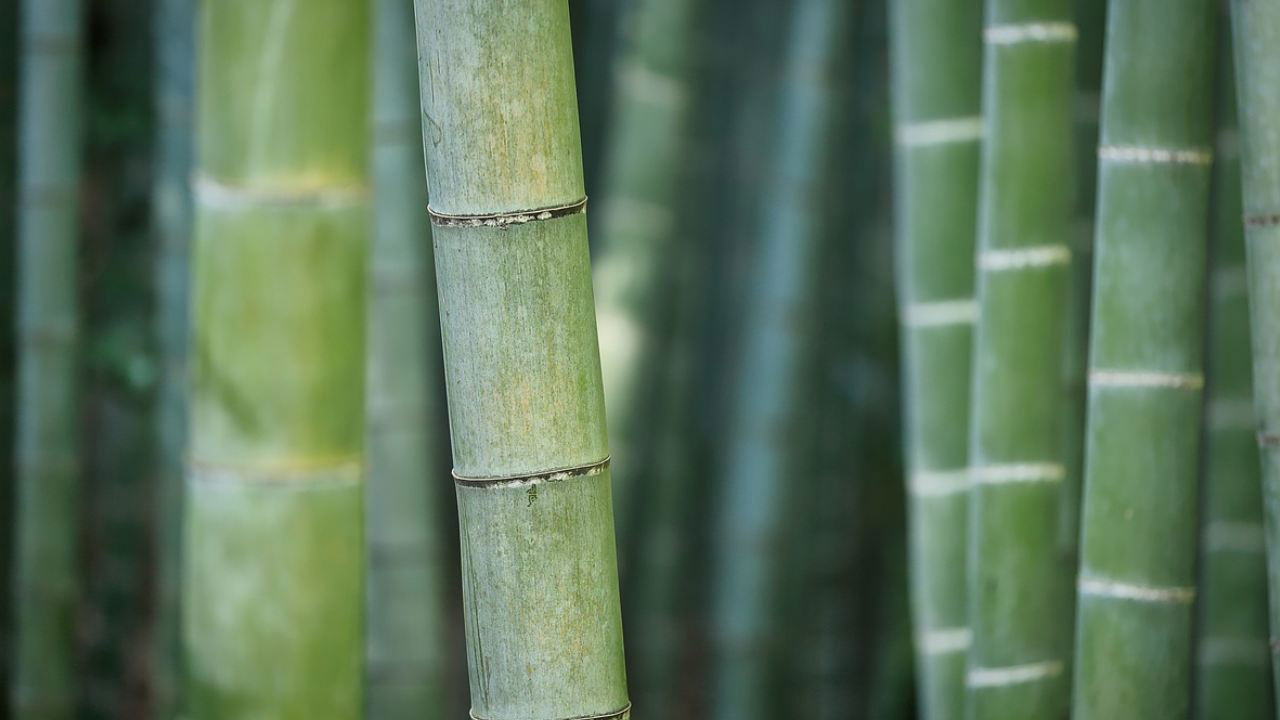 Representational image of Bamboo (Image source: Photopea)