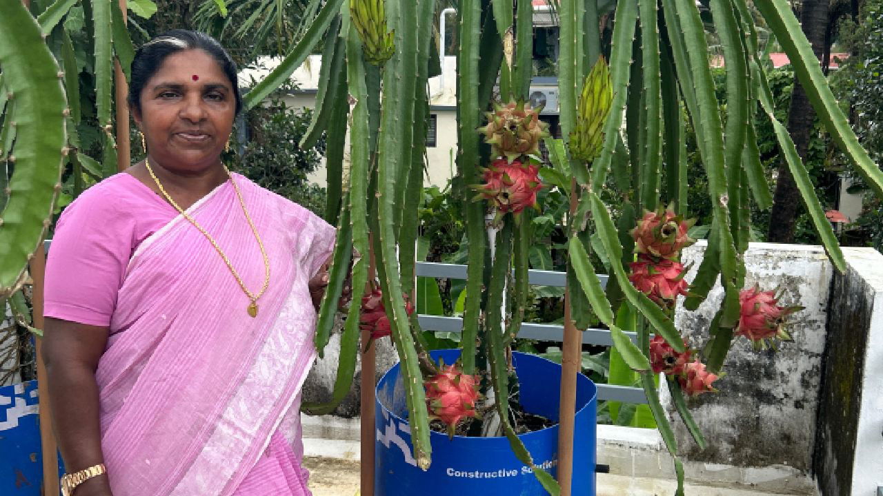 Remabhai S. Sreedharan at her terrace soil-free dragon fruit garden