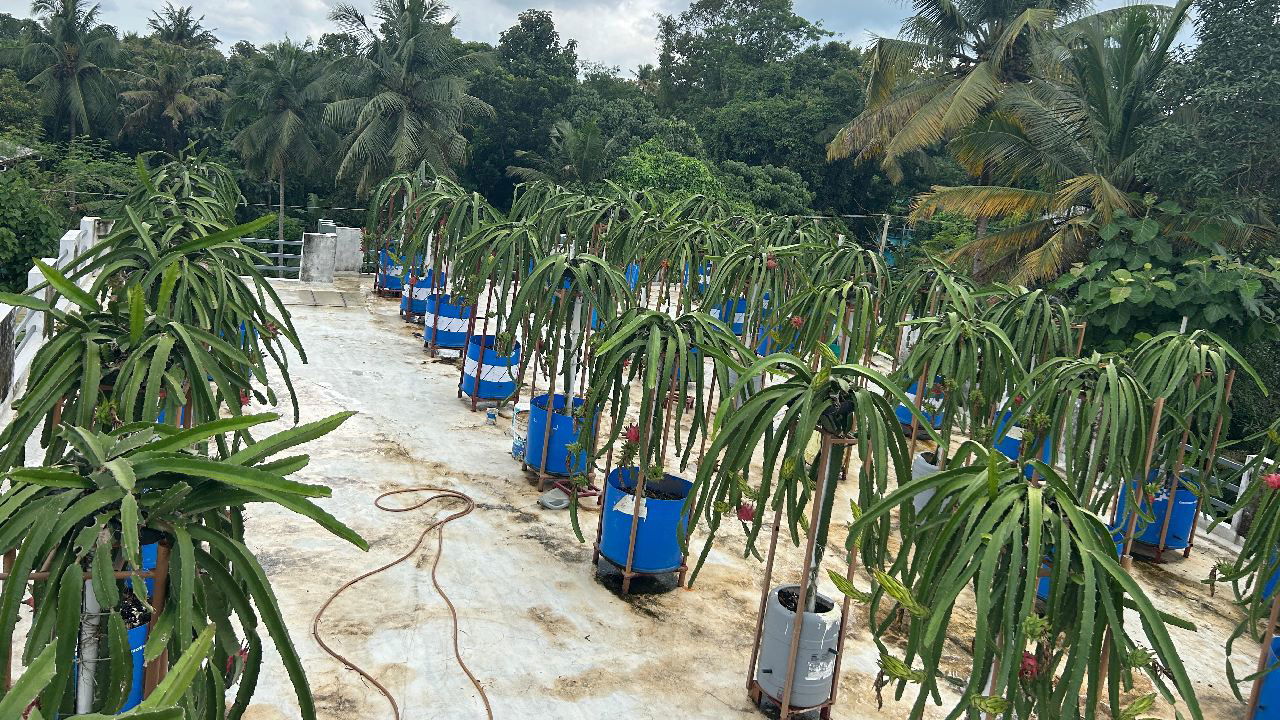 Soil-less dragon fruit cultivation by Remabhai S. Sreedharan