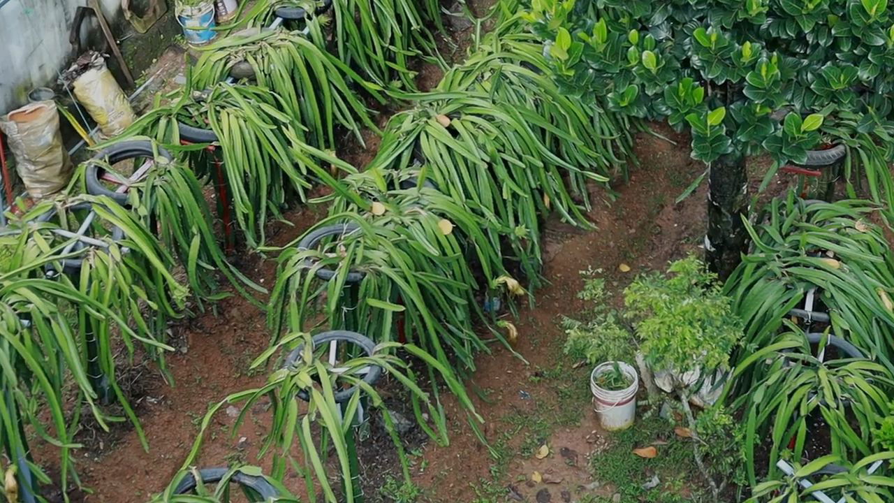 Less soil-more plant method by Remabhai S. Sreedharan