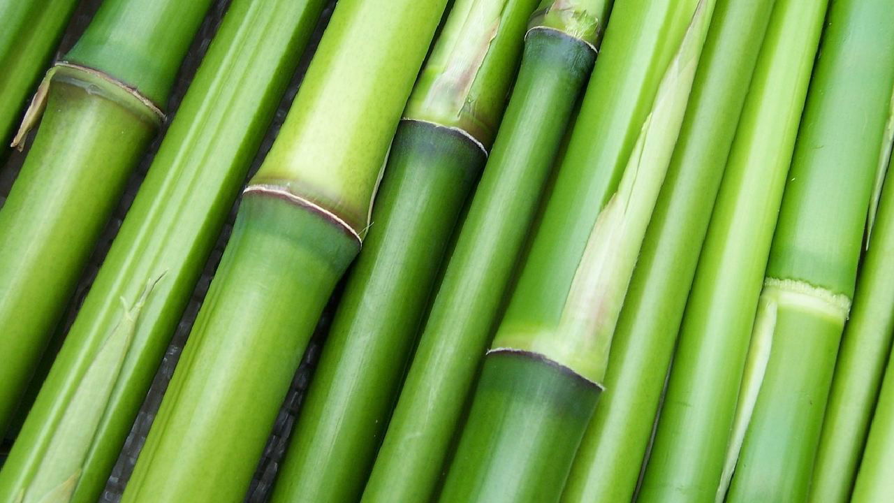 Representational image of bamboo (Image Source: Photopea)