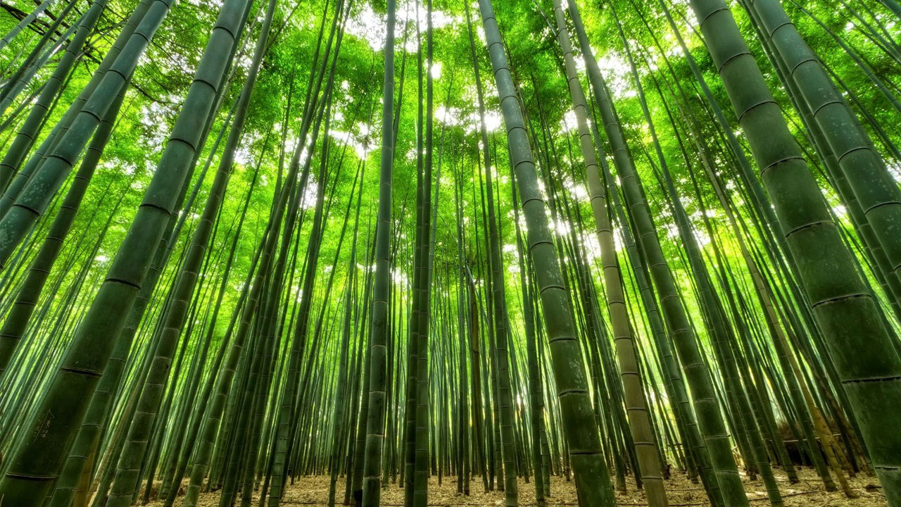 Bamboo Trees (Photo Source: Canva)