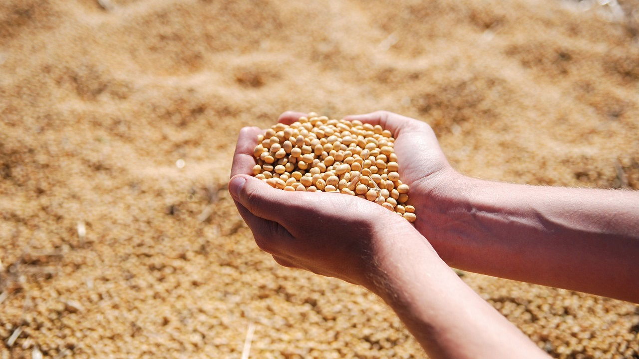 Representational image of Soybean MSP (Photo Source: Pixabay)