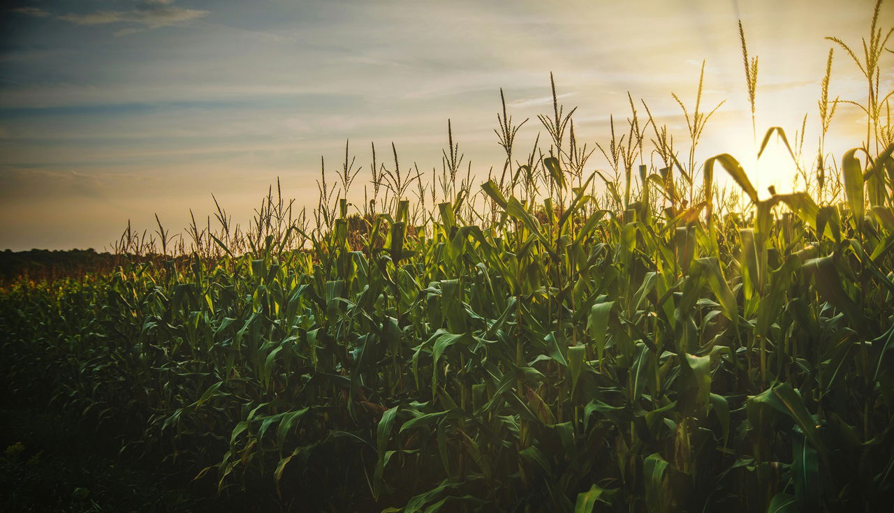 Representational image of Climate-Resilient Agriculture (Photo Source: Pexels)