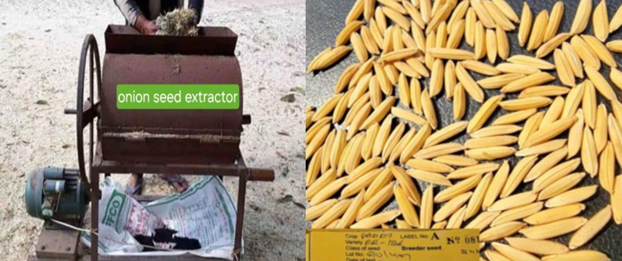 Onion Seed Extractor