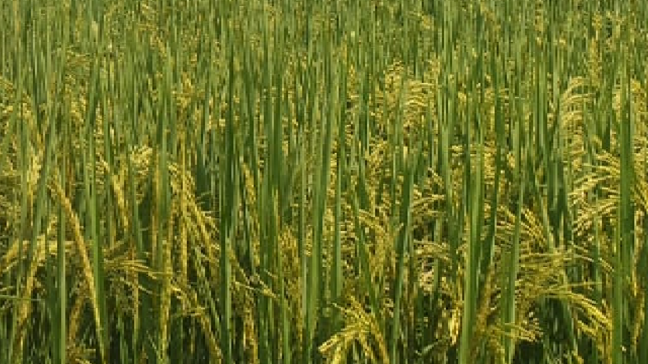 Sukhdev Singh's paddy field