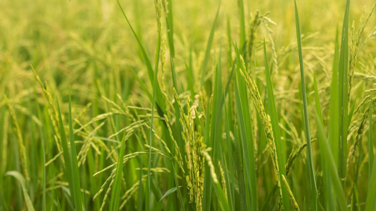 Paddy field (Photo Source: Pexels)