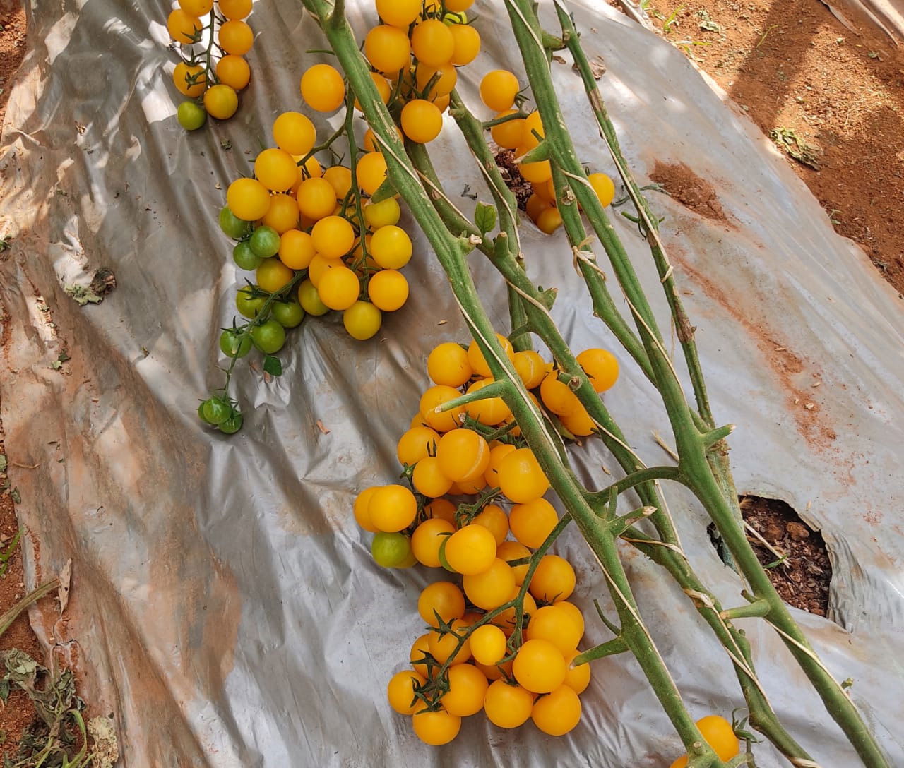 Cherry Tomato at Balram Patidar's Farm.