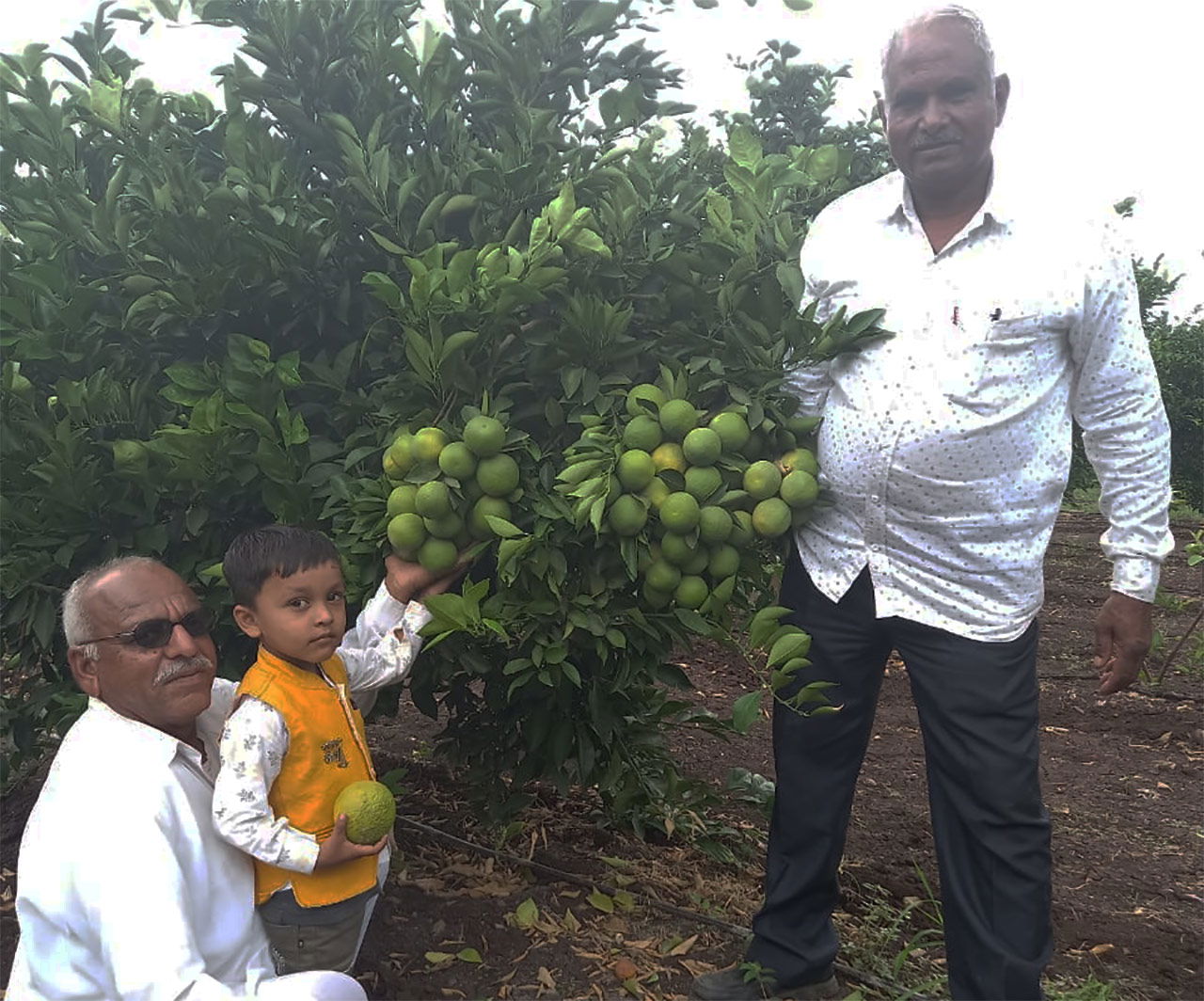 Balram Patidar at his Mosambi(Sweet Lime) farm