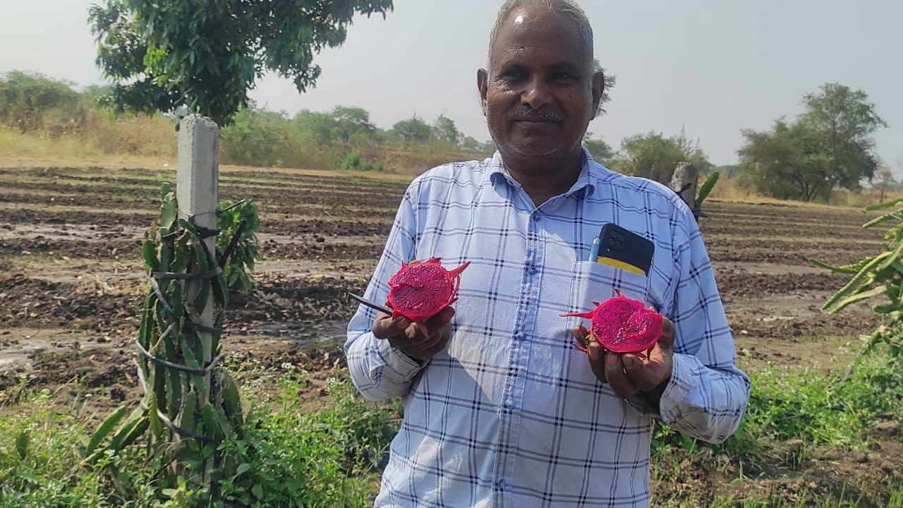 Balram Patidar with his dragon fruit produce at his farm.