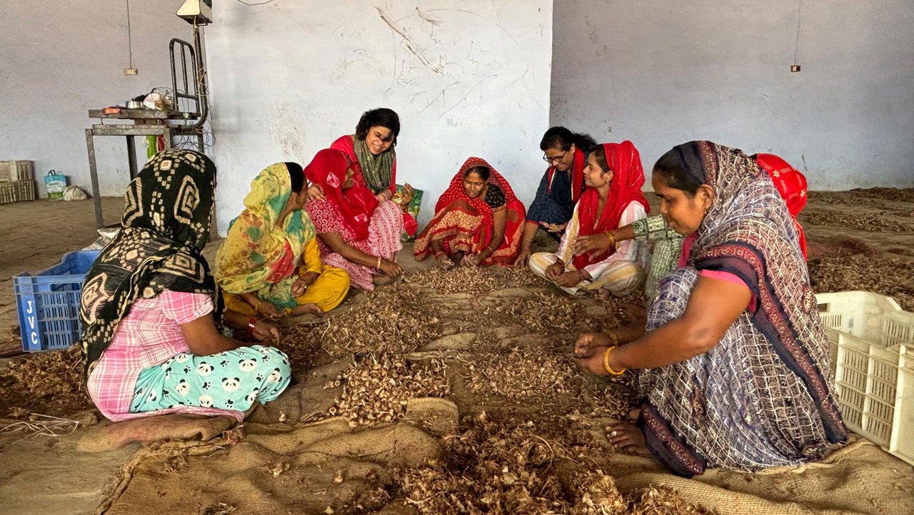 Local women working with saffron bulbs at Shubhavni SmartFarms