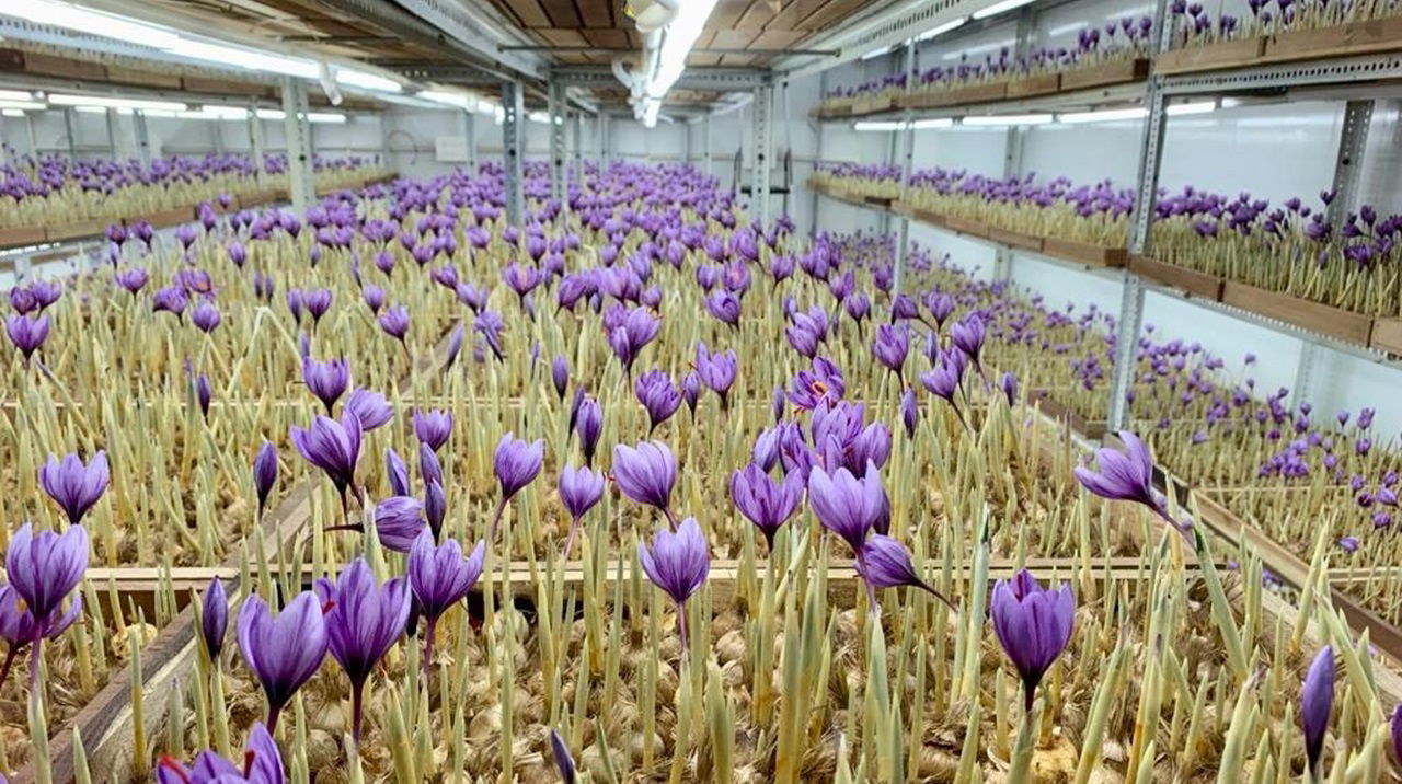 Indoor Saffron Cultivation