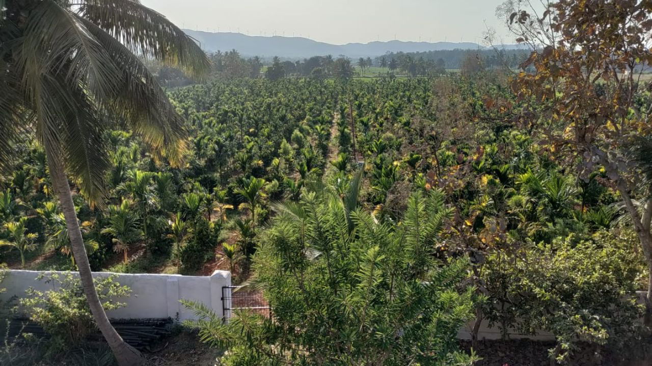 coffee plantations