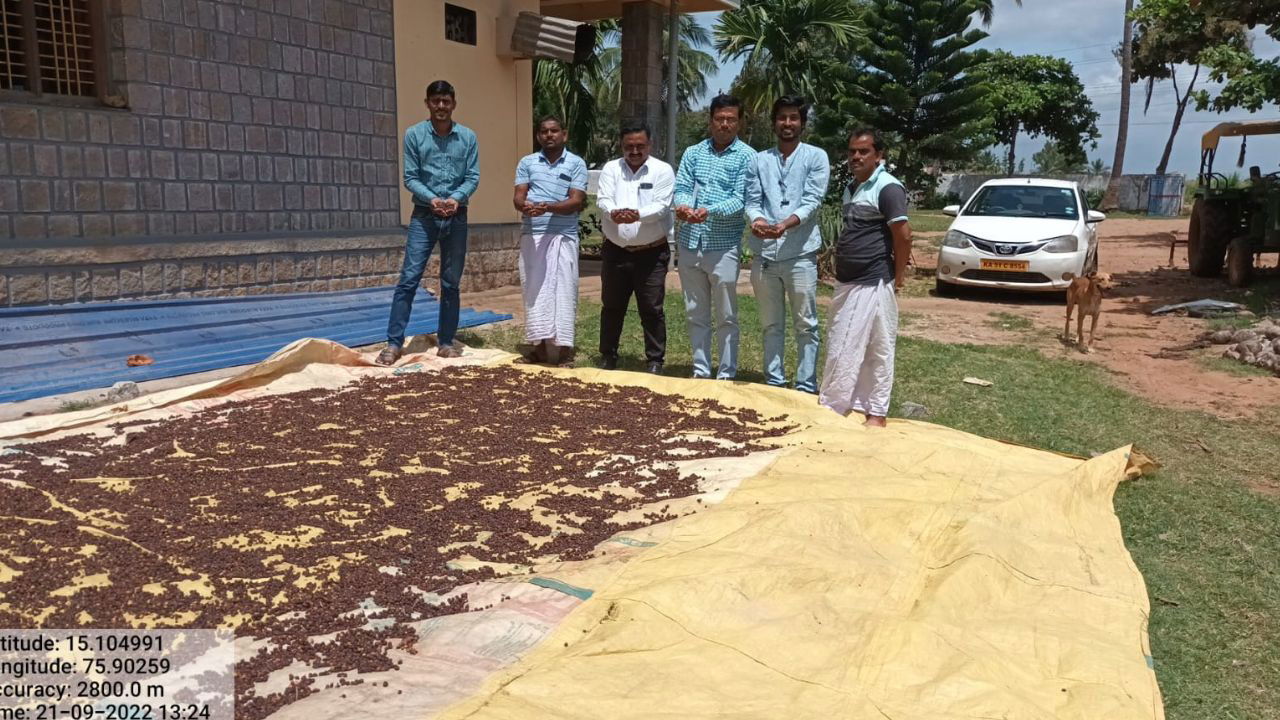 Coffee seeds drying