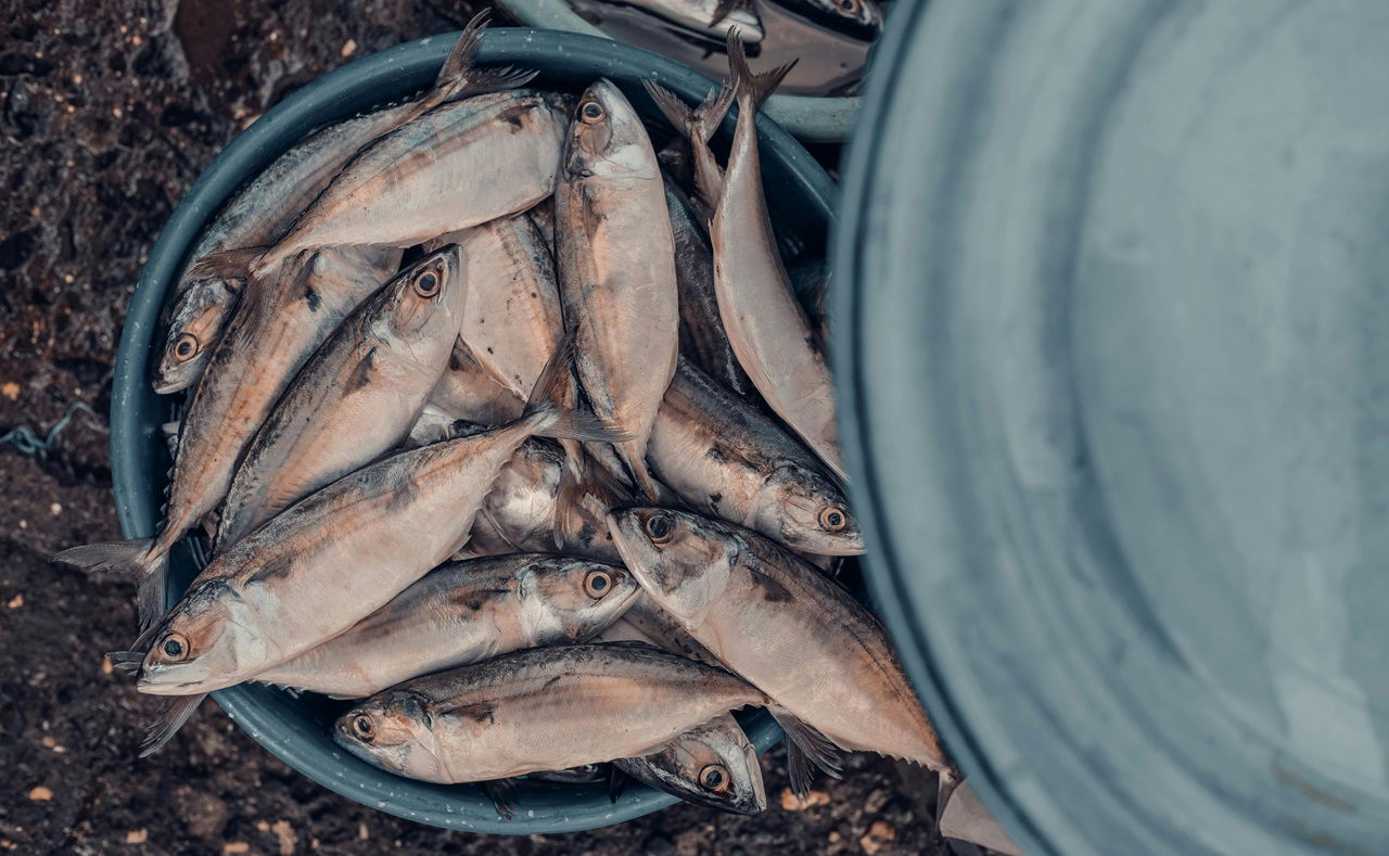 Representational image of Fisheries (Photo Source: Pexels)