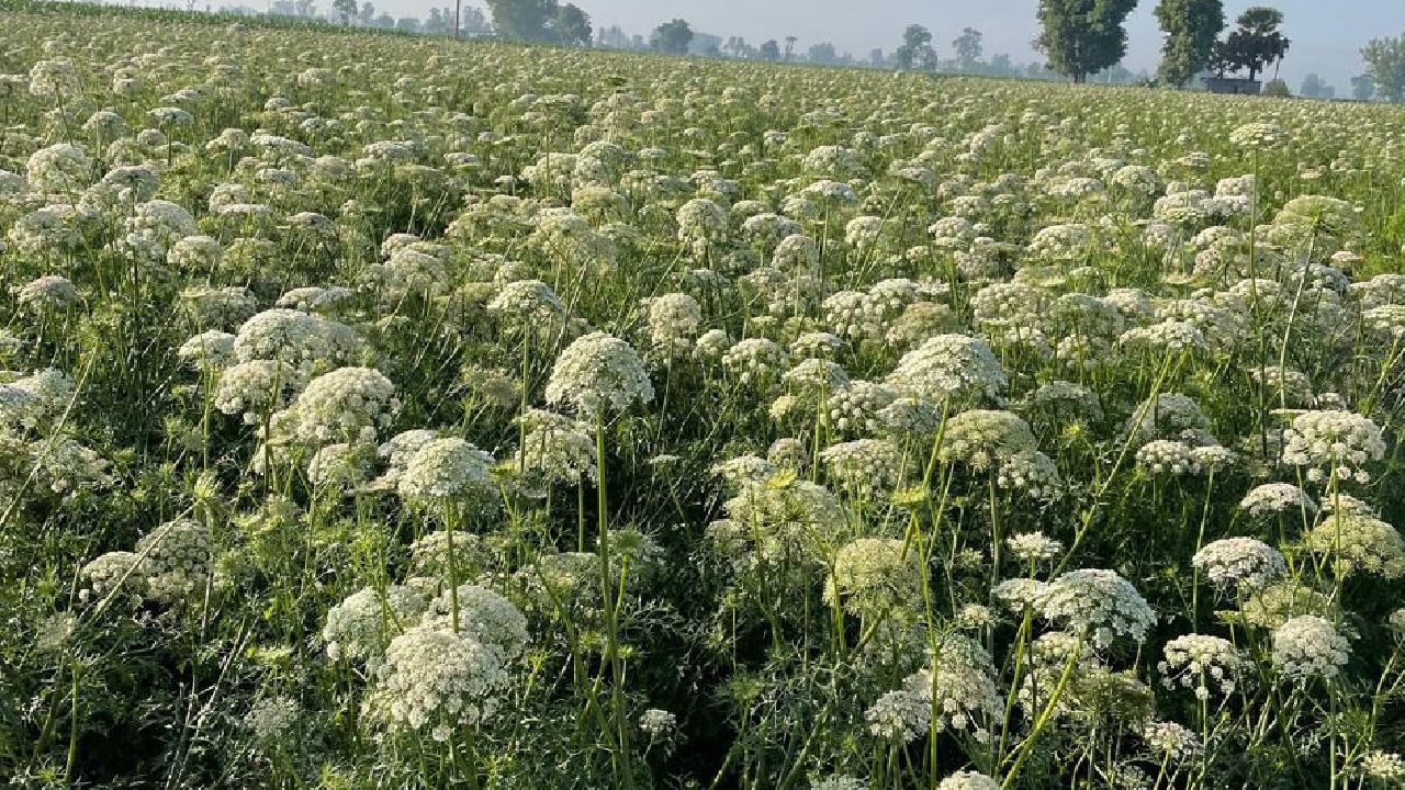 Phuman Singh's carrot crop