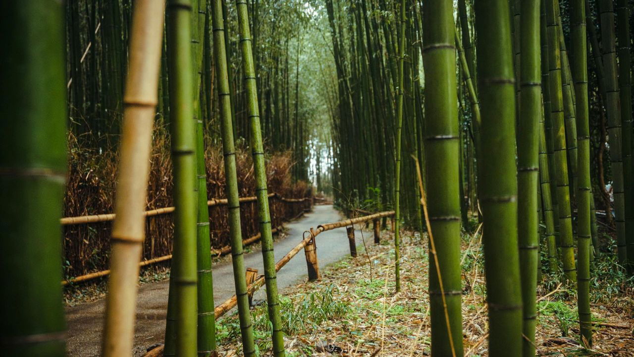 Bamboo has emerged as a key player in reducing carbon emissions (Representational Image Source: Pexels)