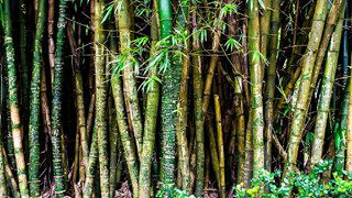 Bamboo Bonanza: Nature's Green Giant Quiz!