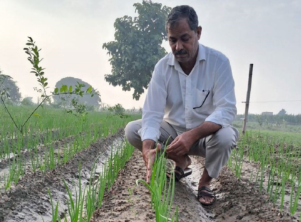 Gyanendar Singh with his onion crop