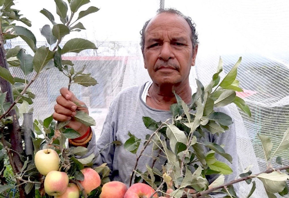 Hariman Sharma in his apple farm