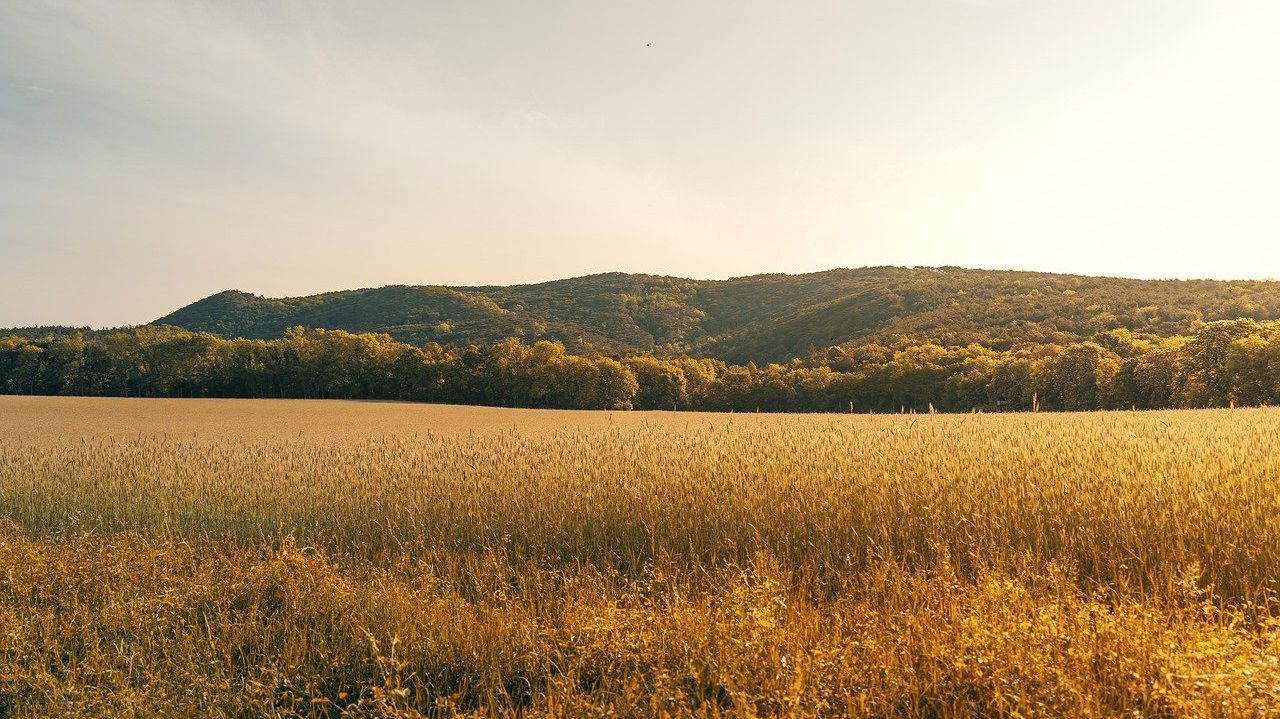 Representational image of Agricultural Systems (Photo Source: Pixabay)