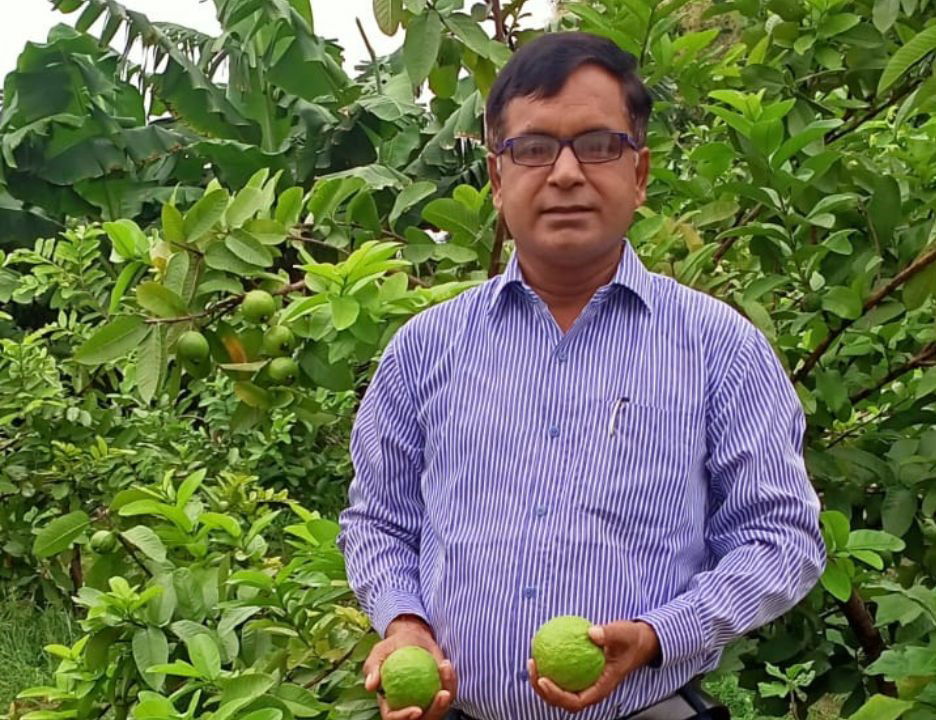 Anand Mishra adopted the juicy Thai variety which gives bigger fruits, weighing up to 100 grams each