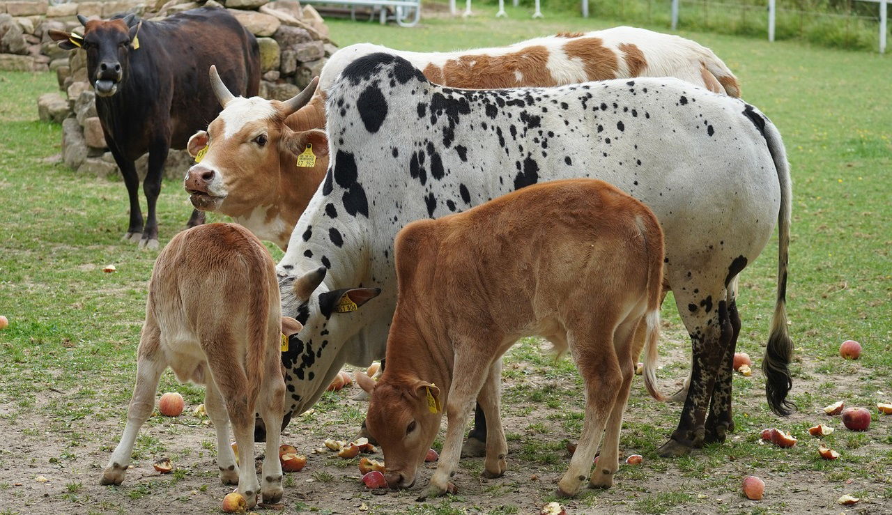 Representational image of Animal Husbandry (Photo Source: Pixabay)