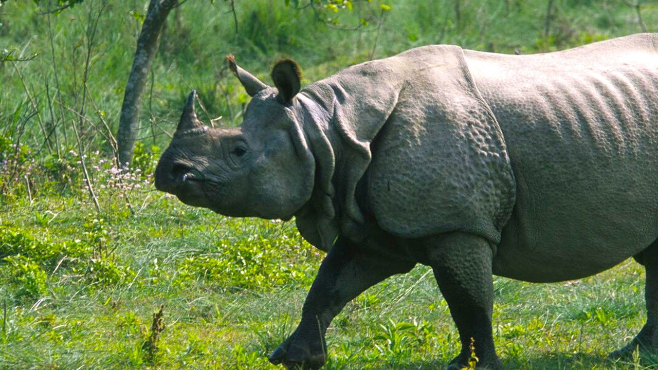 One-horned Asian Rhino (Photo Source: WWF)