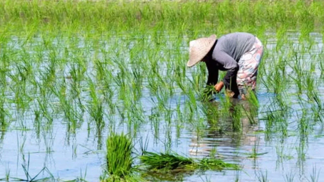 Paddy sowing (Representational Photo Source: Pexels)