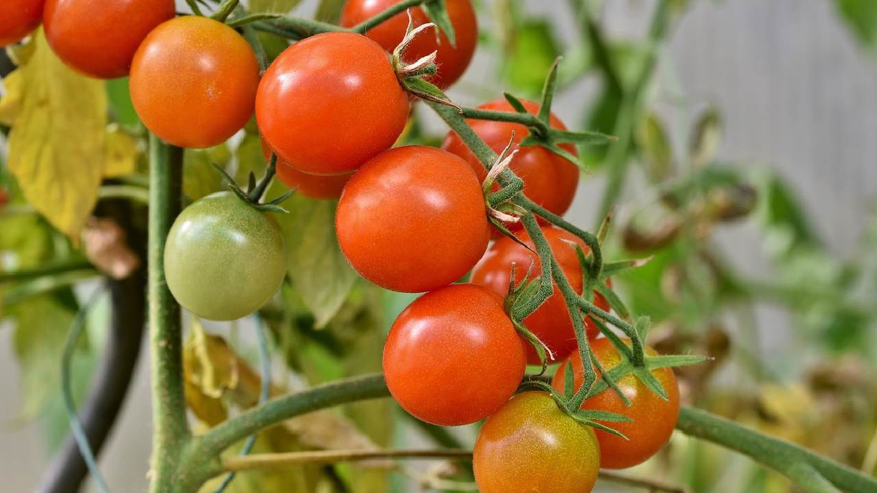 A representational image of tomato (Image Source: Photopea)