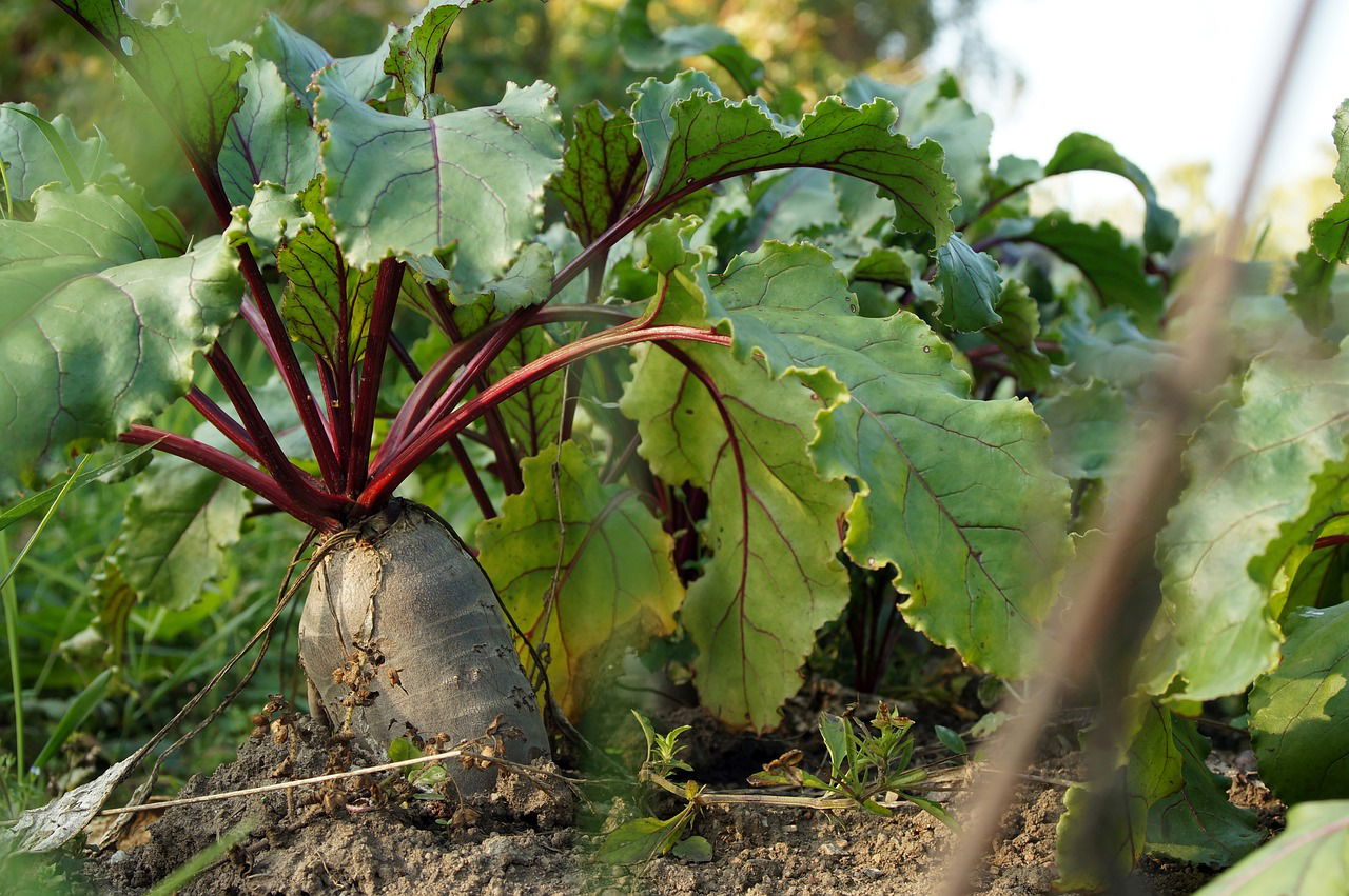 Representational image of fodder beet (Image source: Pixabay)