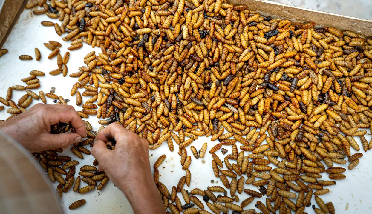 Silkworm pupae (Photo Source: Pexels)