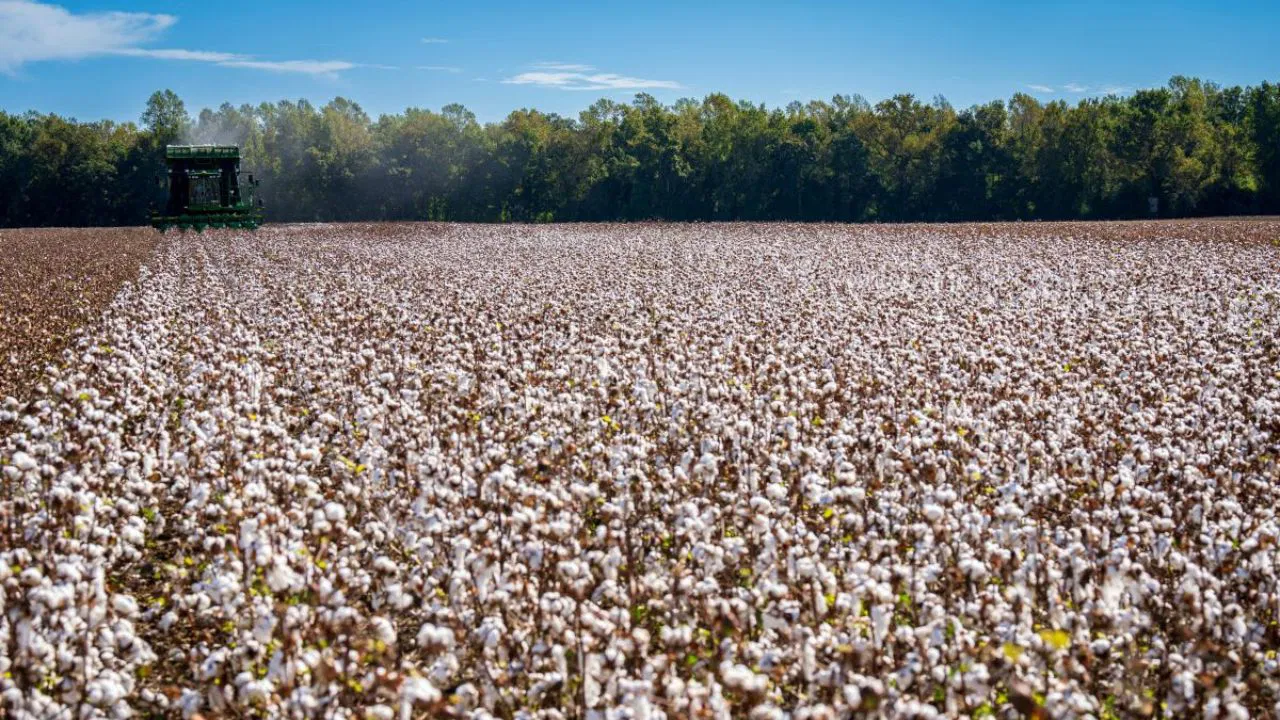 Cotton field (Representational Photo Source: Pexels)