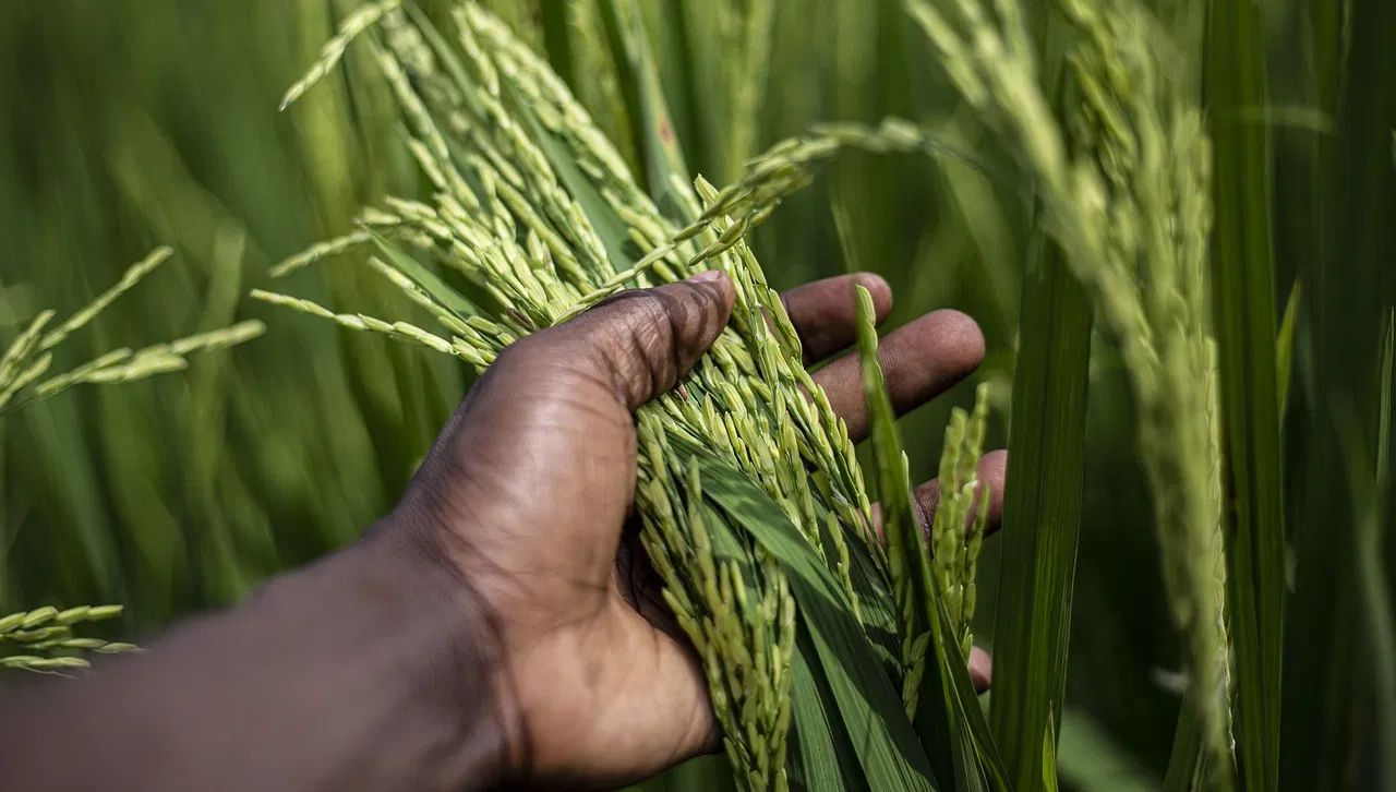 Rice Crop (Photo Source: Pixabay)